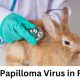 Shope Papilloma Virus in Rabbits 80x80